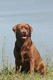 LABRADOR 016